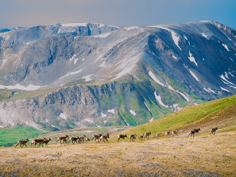 A herd of caribou in the mountains